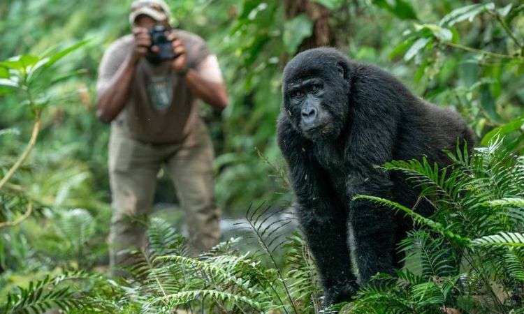 10 Days Gorilla, Chimpanzee and Wildlife Safari in Uganda