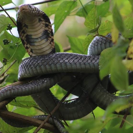 14 Days Uganda Herping and Wildlife Safari