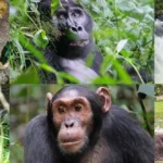 Ultimate Uganda Gorilla Trekking Tours for 2026