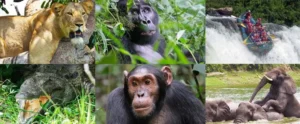 Best Gorilla Trekking Tours In Uganda 2026 - Gorilla Trekking Ug