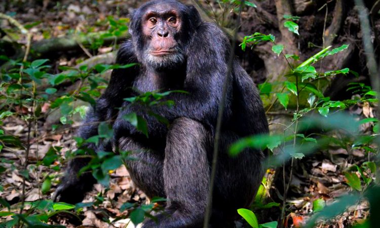 Uganda Wildlife & Herping Safaris | Gorilla Trekking Tours