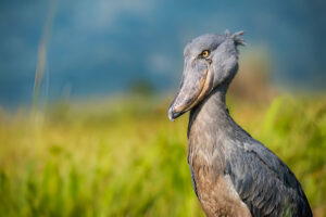 Uganda Birding and Wildlife Safaris - Uganda Wildlife And Herping Safaris