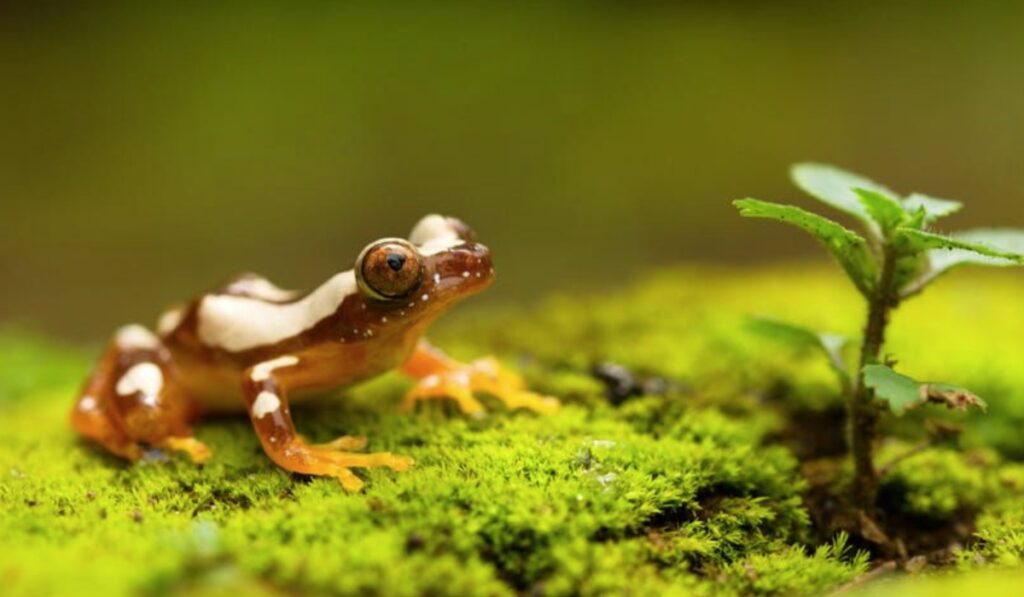 Frog Photography Safari Uganda