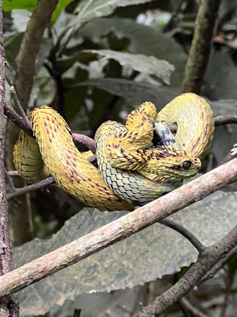 3 Days Kibale Forest Herping Safari Uganda