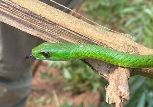 Uganda Wildlife and Herping Expedition - Uganda Wildlife