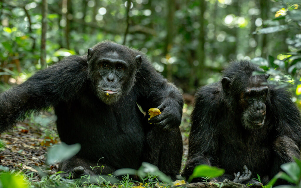 Uganda Wildlife And Herping Safaris - Chimpanzee Tracking Ug