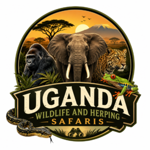Uganda Wildlife & Herping Safaris | Gorilla Trekking Uganda 