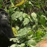 Uganda Wildlife And Herping Safaris