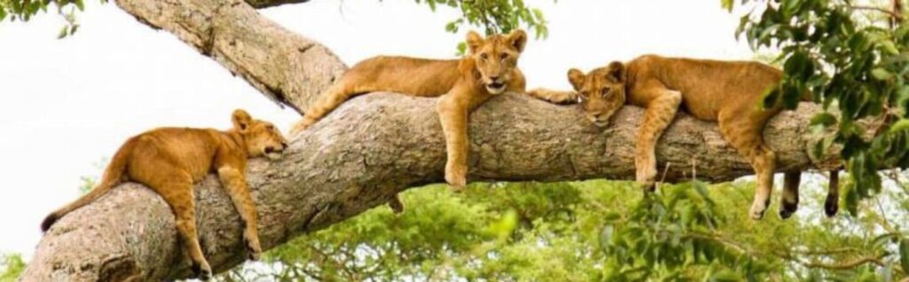 How Much Does a Uganda Safari Really Cost?