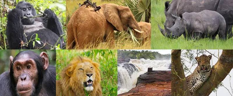 7 Days Gorillas, Chimps and Wildlife Safari In Uganda