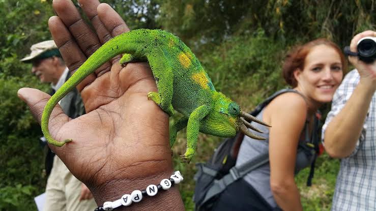 Chameleon Safari Uganda - Uganda Wildlife And Herping Safari