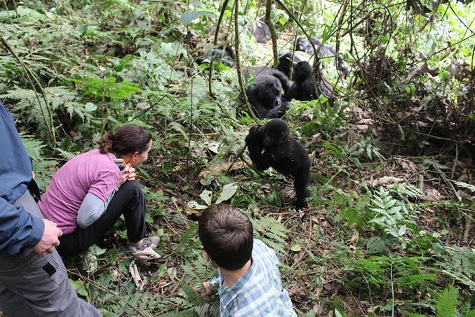 Bwindi Impenetrable National Park Gorilla Trekking Safari