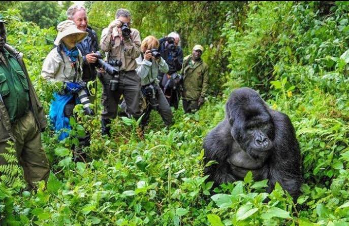 4 Days Gorilla Trekking and Lake Bunyonyi Safari Uganda