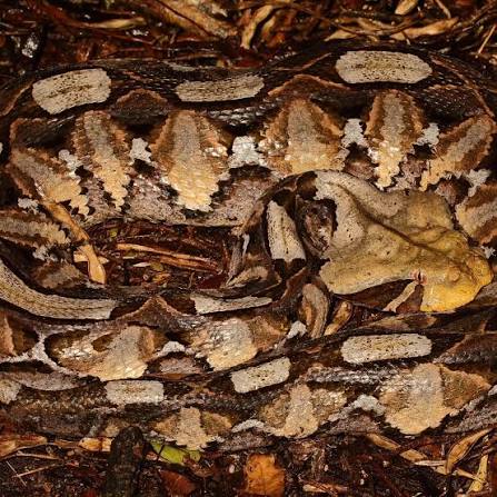 Gaboon Viper Photography Safari Uganda
