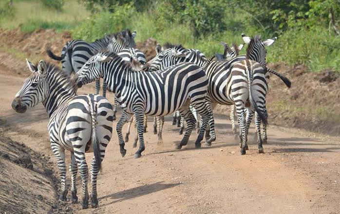Lake Mburo National Park Safari Uganda - Uganda Wildlife