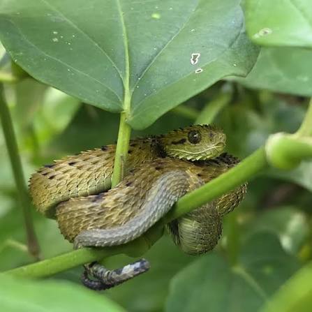 Uganda Wildlife and Herping Safaris - Herping Safaris