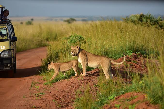 10 Days Gorilla and Big Five Safari Uganda
