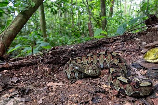 5 Days Uganda Reptile and Amphibian Safari