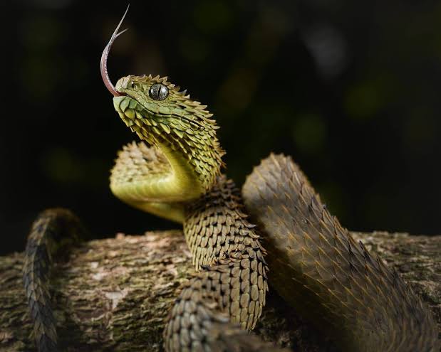 Uganda Herping Safaris - Uganda Wildlife And Herping Safaris