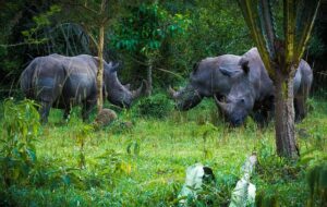 Best Wildlife Safaris In Uganda - Uganda Wildlife and Herping Safaris