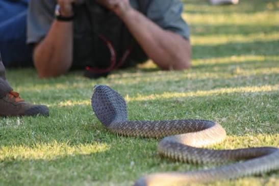 3 Days Mabira Forest Herping Safari - Uganda Wildlife And Herping Safaris