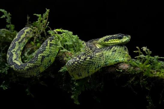 3 Days Kibale Forest Herping Safari Uganda