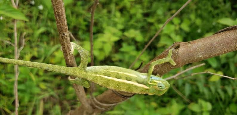 Bwindi Forest Herping Safari Uganda