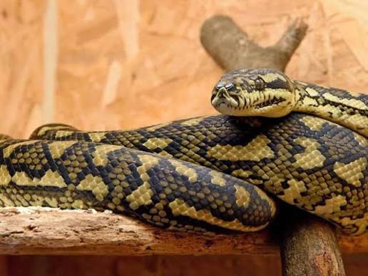Snake Watching Safari Uganda