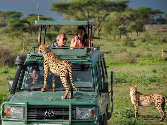 Uganda Wildlife And Herping Safaris - Uganda Safaris