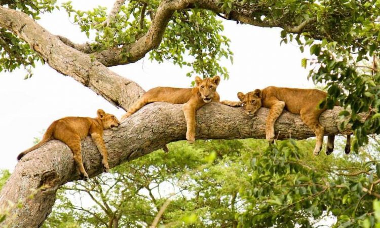 Uganda Wildlife & Herping Safaris | Gorilla Trekking Tours
