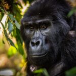 Gorilla Trekking Uganda 2026: Complete Guide, Costs, Permits & Tours