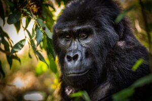 Uganda Wildlife & Herping Safaris | Gorilla Trekking Uganda