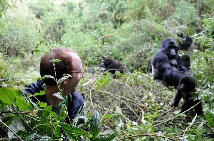 How Much Does Gorilla Trekking in Uganda Cost in 2026?