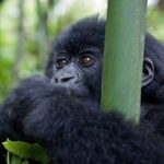 Gorilla Trekking Permit Cost Uganda 2026: Prices, Booking & Requirements