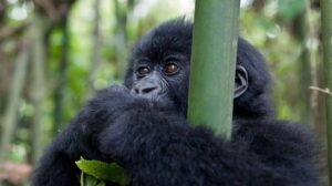 Gorilla Trekking Permit Cost Uganda 2026: Prices, Booking & Requirements