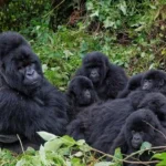 Ultimate Uganda Wildlife Safari Guide: Prices and Best Parks