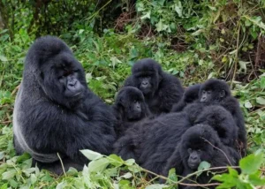 Ultimate Uganda Wildlife Safari Guide: Prices and Best Parks
