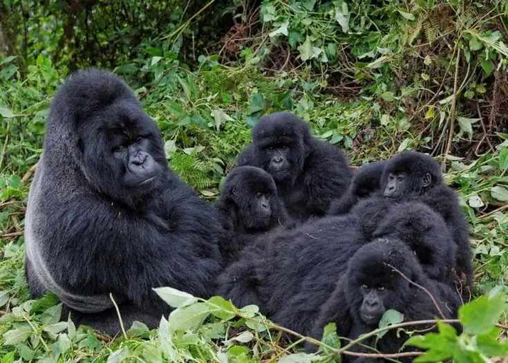 Ultimate Uganda Wildlife Safari Guide: Prices and Best Parks