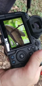 8 Day Intensive Herping Safari in Uganda – Rare Snakes, Chameleons & Wildlife Adventure