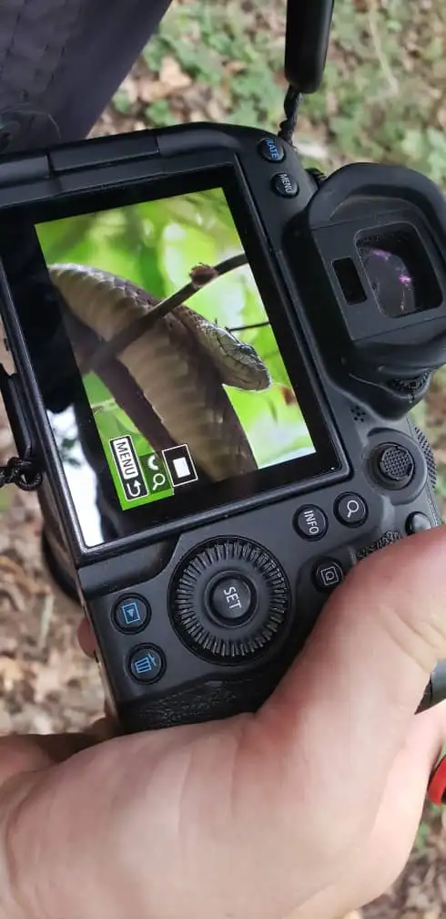 8 Day Intensive Herping Safari in Uganda – Rare Snakes, Chameleons & Wildlife Adventure