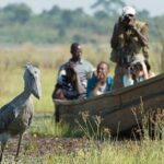 Shoebill Tracking Safari in Uganda: A 2–3 Day Adventure to Meet the Dinosaur Bird