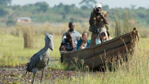 Shoebill Tracking Safari in Uganda: A 2–3 Day Adventure to Meet the Dinosaur Bird