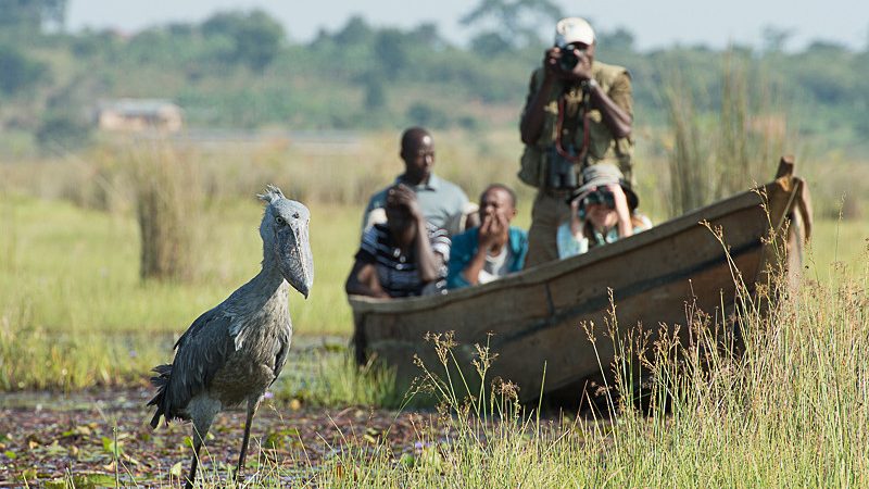 Shoebill Tracking Safari in Uganda: A 2–3 Day Adventure to Meet the Dinosaur Bird
