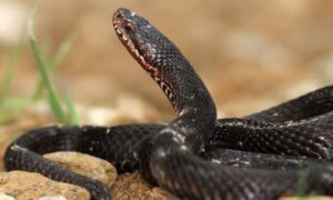 Top 10 Places For Reptiles & Amphibians In Uganda