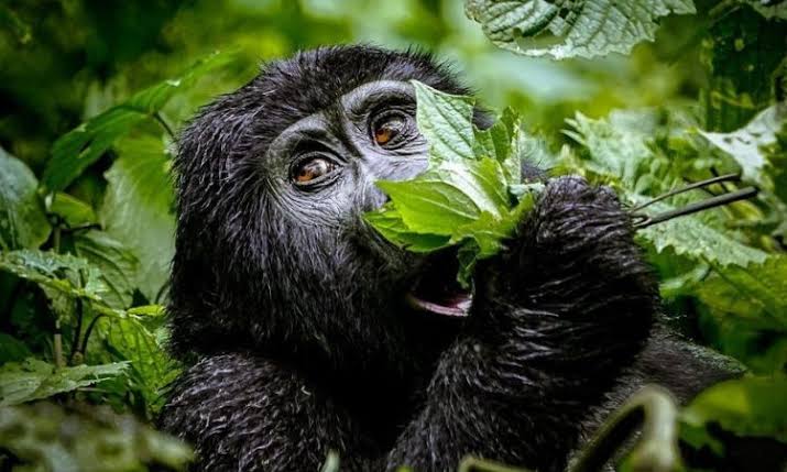 4 Day Gorilla Trekking & Wildlife Safari in Uganda