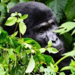 7 Day Uganda Primates & Wildlife Safari