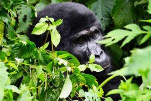 7 Day Uganda Primates & Wildlife Safari
