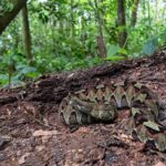 5 Day Uganda Reptile & Amphibian Safari